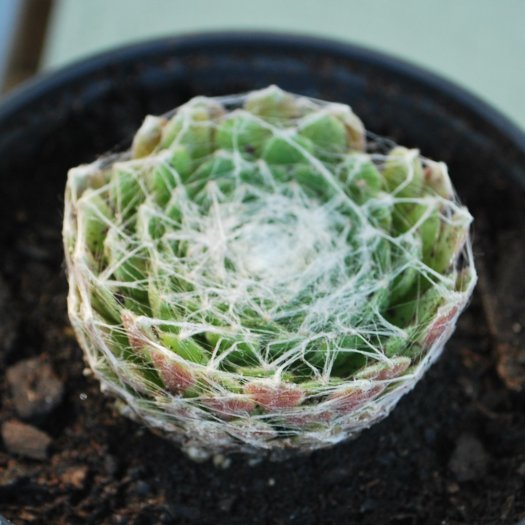 Sempervivum arachnoideum